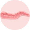 Vagina shape (2)